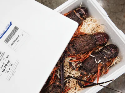 Lobsters being shipped through Mainfreight's Cold Chain Services