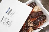 Shipping your perishable cargo with Mainfreight